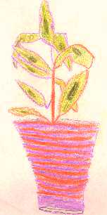 Potted Plant by Amanda